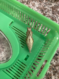 アゲハ蝶の蛹についての質問です 蛹になって4日目です 色は変では Yahoo 知恵袋