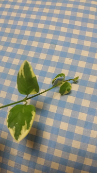 これはなんという植物ですか 観葉植物だと思います ポトスではなくて 外にあ Yahoo 知恵袋