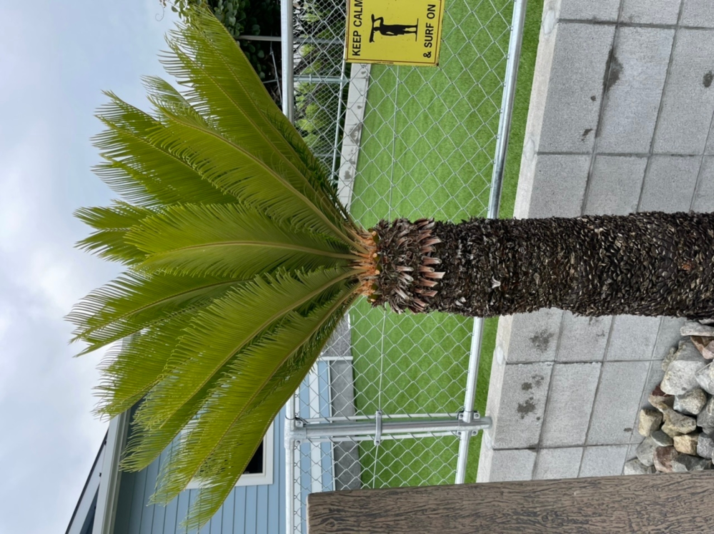 ソテツの脇芽をいただいたのですが、土に挿しておくと根がでるのでし