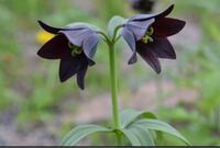 家庭菜園で野菜などを育てていますが 今年の春は青大豆の種が入手できたので6月 Yahoo 知恵袋