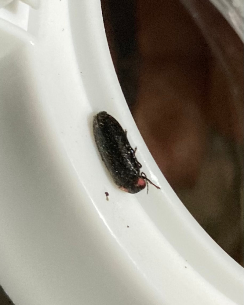 こちらは何ホタルでしょうか 梅雨前に子どもたちとクワガタ探しに行 Yahoo 知恵袋