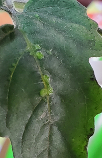 ミニトマトの葉にできもの室内で栽培しているミニトマトの葉に まる Yahoo 知恵袋