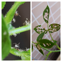 バラの花の鉢植えの葉っぱに たくさんの虫食いが発生してしまいました これは Yahoo 知恵袋