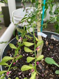 今年入手したフィンガーライムの苗木にたくさんの花が付き ライムの Yahoo 知恵袋