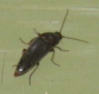 虫の名前について伺います 画像がありませんが 先日風呂場で見かけました切れ Yahoo 知恵袋