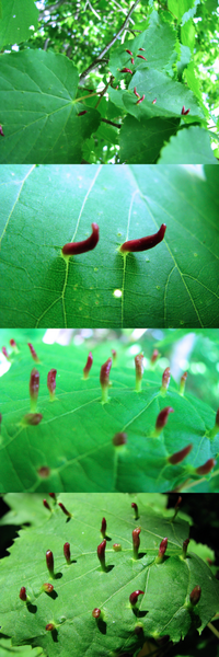 ５月の低山にあった植物です もう６月で やや時期外れで申し訳ありません Yahoo 知恵袋