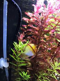 質問がございます 6 12日にゴールデンバルーンラミレジィを3匹導入 Yahoo 知恵袋