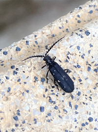 庭にいた小さい黒い虫ですが 調べてみましたらナガハナノミという虫 Yahoo 知恵袋