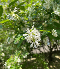 近所のマンション敷地内にある低木なのですが ５月下旬に白い花を咲 Yahoo 知恵袋