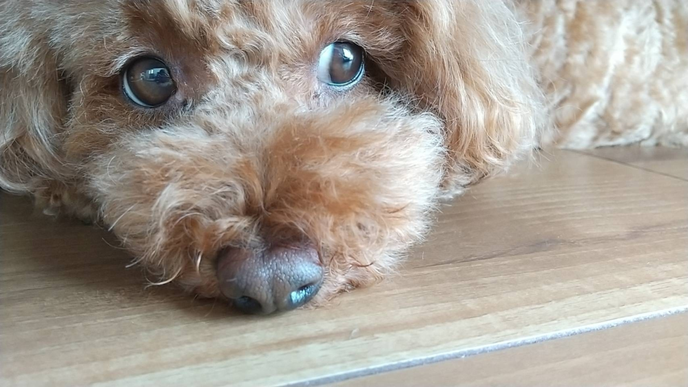 ペットを飼ってない人に なぜペットを飼わないのか と訪ねたら 愛玩動物で寂 Yahoo 知恵袋