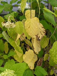 庭のアナベルがどんどん元気がなくなっていきます どなたかお詳しい Yahoo 知恵袋