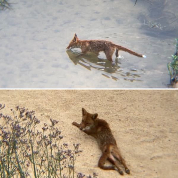 これは大人のキツネですか サイズは柴犬くらいに見えました Yahoo 知恵袋