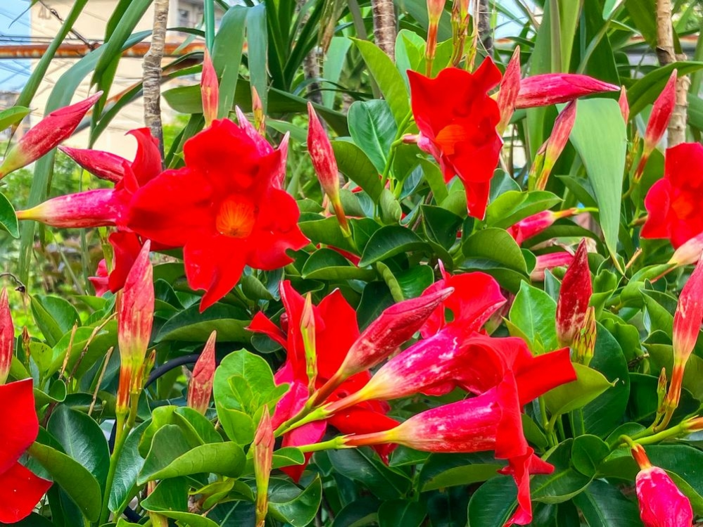 花言葉で ごめんなさいと言う意味がある 花 色 ありますか Yahoo 知恵袋