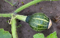 カボチャの栽培について質問です 栽培初心者なのですが 河川敷沿いにある畑の Yahoo 知恵袋