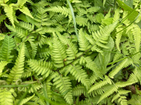 写真の植物の名前を教えて頂けませんか 調べてみましたが シダ植物はどれも似 Yahoo 知恵袋