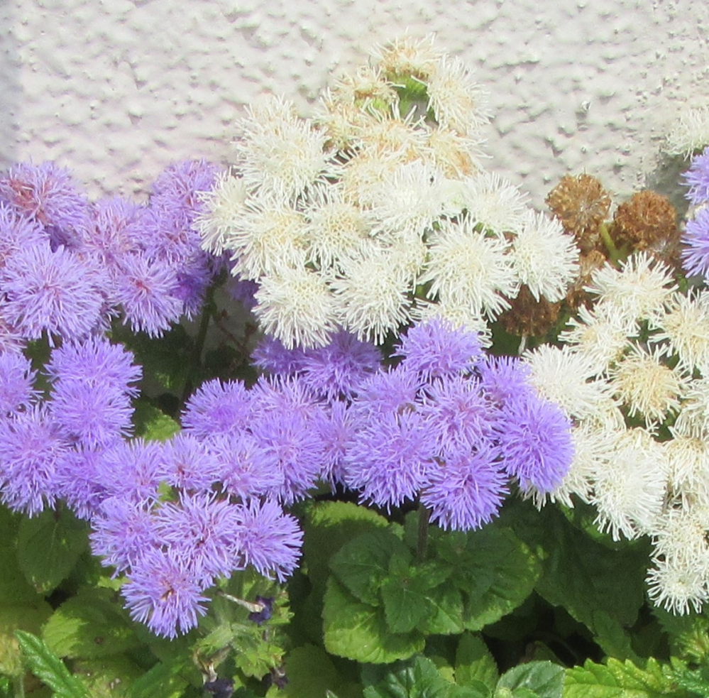 この花の名前を教えてください 花屋さんの店先でみつけました 白色と薄い紫色 Yahoo 知恵袋