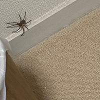 今日自宅に出た子なんですが アシダカ軍曹でしょうか 実家で見たことのある子 Yahoo 知恵袋