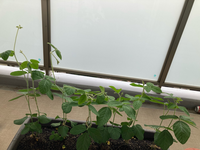 枝豆の栽培プランターで育てていますが倒れてきてしまったので支柱 Yahoo 知恵袋