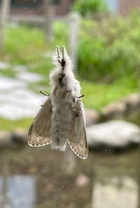 この蛾はなんという種類でしょうか 北海道に大量発生していました Yahoo 知恵袋