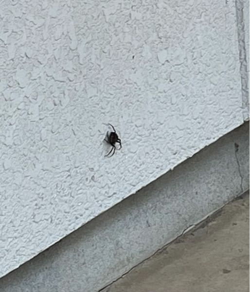 この蜘蛛の名前わかりますか？ 見づらくてすみません。これ以上近づけませんでした。 身体は3-4cmで丸っこかったです。