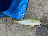 サーフにて釣れました この魚の名前分かりますでしょうか ブリの幼 Yahoo 知恵袋