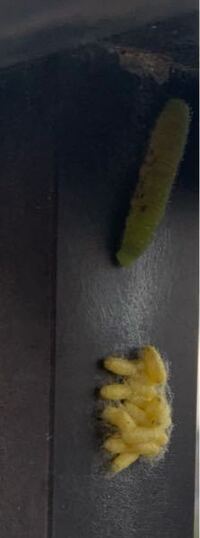 モンシロチョウの幼虫から このような繭 がたくさん出てきました こ Yahoo 知恵袋