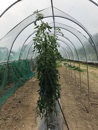 トマト何処まで高くなりますか 2メートルはあります 摘心するまで主枝 Yahoo 知恵袋