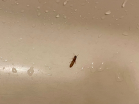 ベランダやお風呂のの窓の隙間から米粒より少し小さい 虫が50匹くらい大量に Yahoo 知恵袋