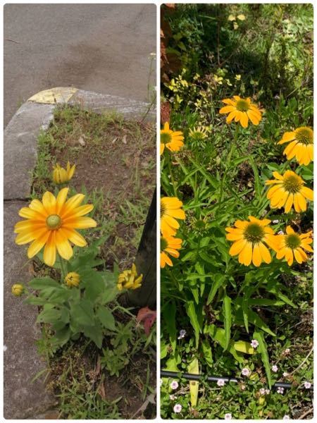 この二つのお花 同じかと思いましたが 並べるとちがいました それ Yahoo 知恵袋