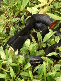 この蛇はカラスヘビですか それともヤマカガシですか Yahoo 知恵袋