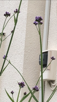 花の名前が分かりません 道端によく咲いている 背の高い紫色の花なのですが Yahoo 知恵袋