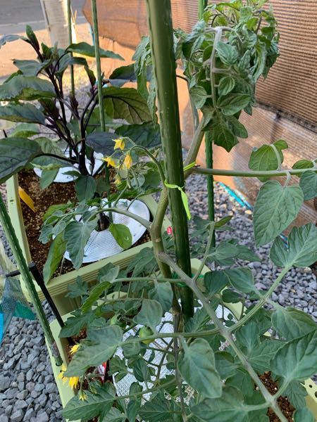家庭菜園プランターでミニトマトを育てています。 下の葉は普通なのですが、1番上の葉だけが、くるんと丸まってしまっています。 定植してからもうすぐ1ヶ月で、追肥はまだしていません。大丈夫でしょうか？