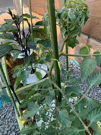 家庭菜園プランターでミニトマトを育てています。 下の葉は普通なのですが、1番上の葉だけが、くるんと丸まってしまっています。
定植してからもうすぐ1ヶ月で、追肥はまだしていません。大丈夫でしょうか？