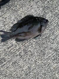 この魚は食べれるんですか メジナ グレともいいます です食べれますよ Yahoo 知恵袋