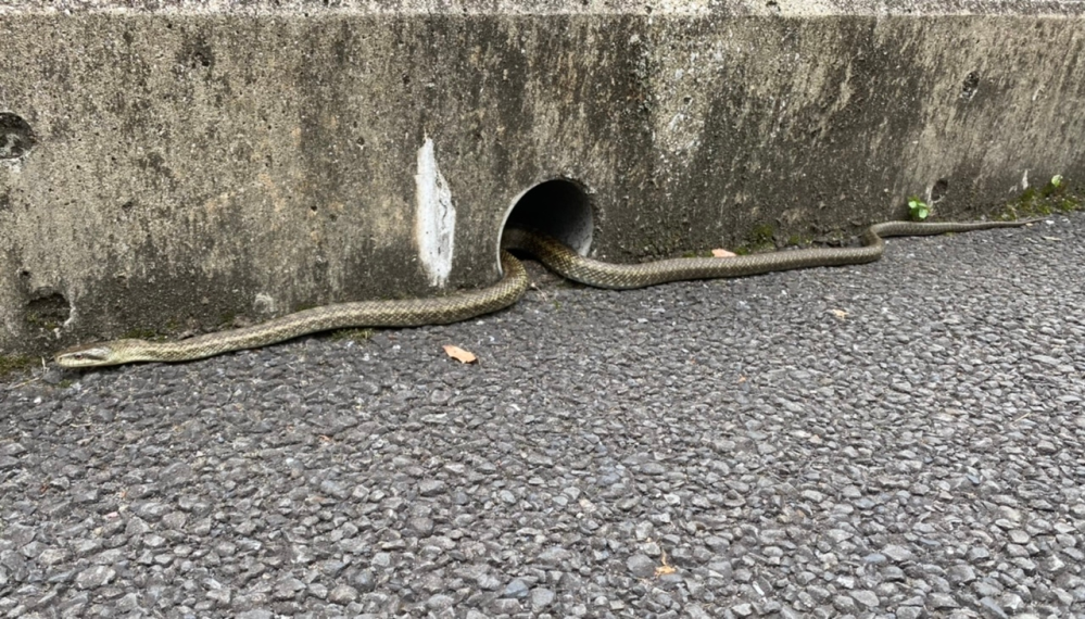 東京都世田谷区でヘビを見かけましたが、シマヘビでは無さそうです、アオダイショウですかね？種類はなんでしょうか？
