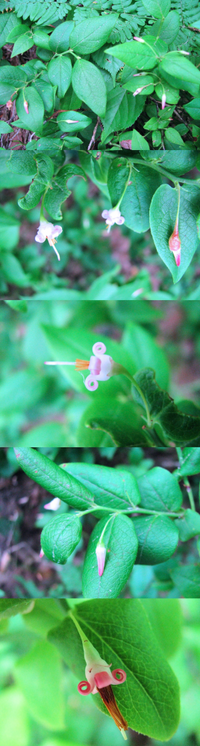 ６月の低山にあった植物です ピンク色の小さな花を付けています 何 Yahoo 知恵袋