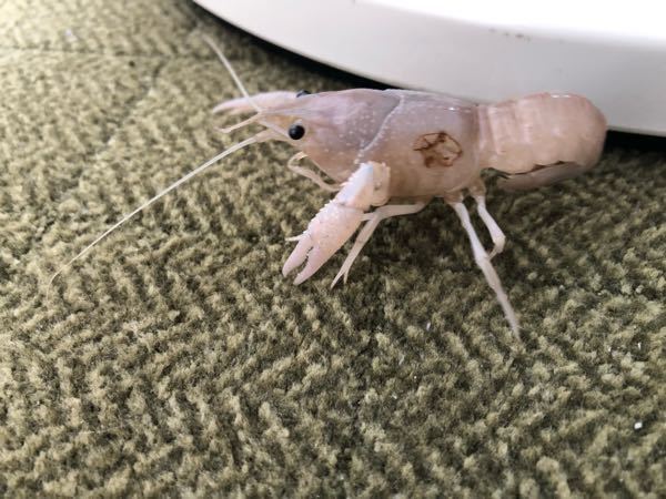 アメリカザリガニについてです ザリガニの殻に凹んだ跡があり Yahoo 知恵袋