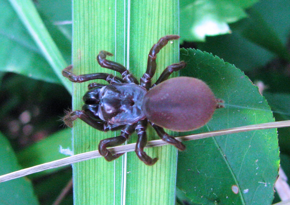 ６月の低山にいたクモです。 全体的にこげ茶色です。 何という名前の蜘蛛でしょうか？？