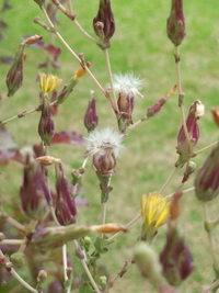 育てていたサニーレタスの花が咲いて 今日 最初の綿毛がつきました せっかく Yahoo 知恵袋