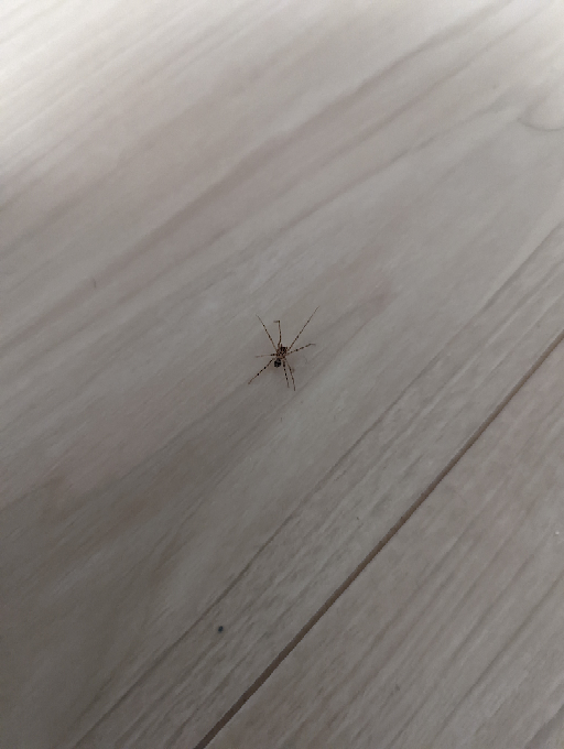 このクモはなんというクモですか？