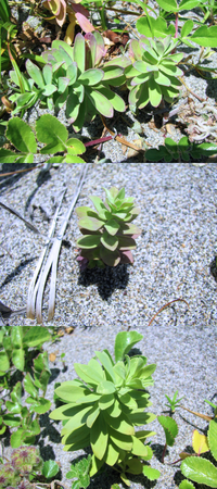 ６月の海岸の砂地あった植物です。
見た感じ、葉しか見えない植物ですが、
何というの名前の植物でしょうか？？ 