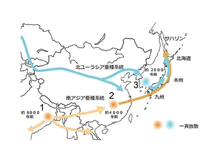 膝のお皿のちょっと下を叩くと足が ビクッ とするのはなぜですか 腱反射 Yahoo 知恵袋