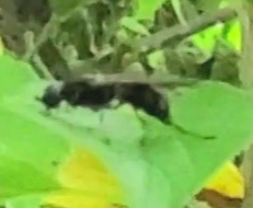 こちらは後ろ足が長いのでアシナガバチで間違いないでしょうか？ でもなんかアシナガバチより黒い気がします。 まだ子供なのかな？ 羽根はウサギの耳みたいに長かったです。 自信がなかったので確認しました。 見にくい画像ですみません。。 宜しくお願いいたします。
