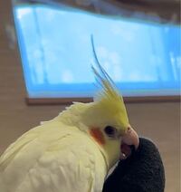 オカメインコの冠羽についてです オカメインコのメスをお迎え Yahoo 知恵袋