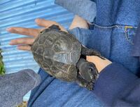 亀がなつくにはどうしたらいいですか 私は一年半前 ぐ Yahoo 知恵袋