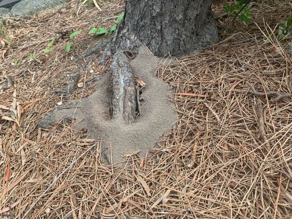 これってなんの巣ですか、松の木の根元の写真ですアリが大量に出入りしていました、松の木に影響はありますか？