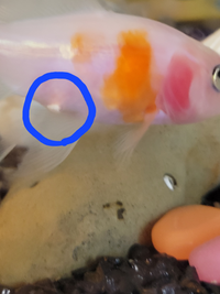 金魚のお腹に白いニキビのようなものができています 本人は水槽の底に沈んだま Yahoo 知恵袋