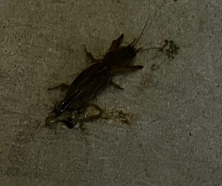 この虫はなんでしょうか。