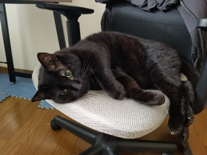 家の猫が勉強机の椅子を占拠してて 勉強できません。 これは勉強諦めて、遊びに行くしかないですよね？ 他の猫飼いの方は、こういう時どうしてますか？