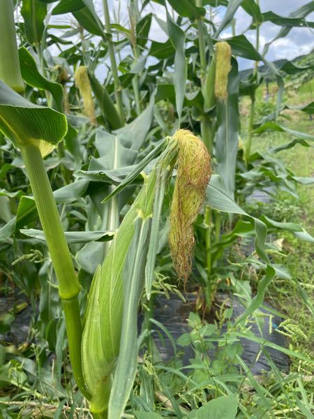 トウモロコシの収穫時期がわかりません どのようになれば収穫 Yahoo 知恵袋
